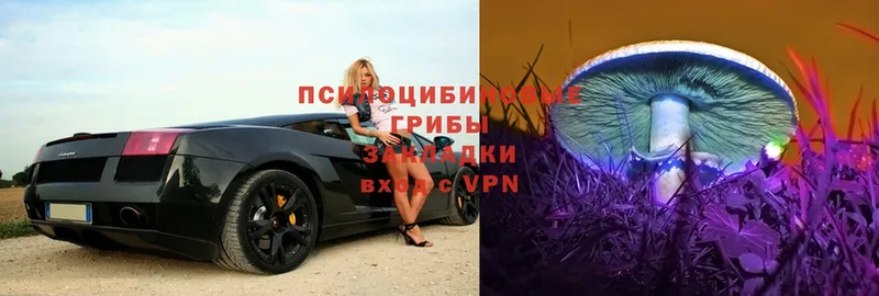 Псилоцибиновые грибы Psilocybe Вольск